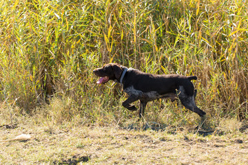 German hunting watchdog drathaar, beautiful dog portrait