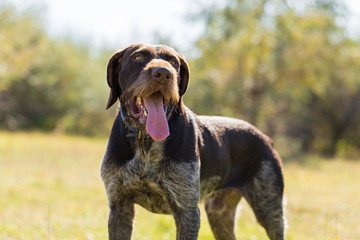 German hunting watchdog drathaar, beautiful dog portrait