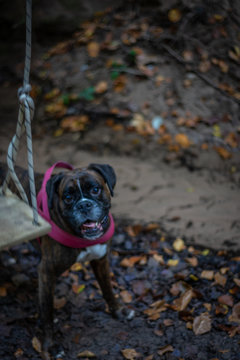 Boxer Hubd vor Schaukel im Wald