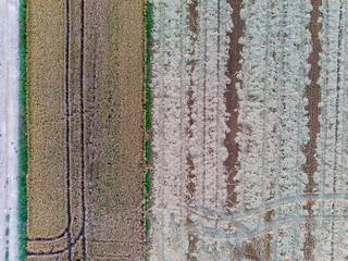 Aerial view creating texture of rice fields