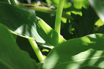 Green Stems and Leaves