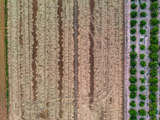 Aerial view creating texture of rice fields and orange trees