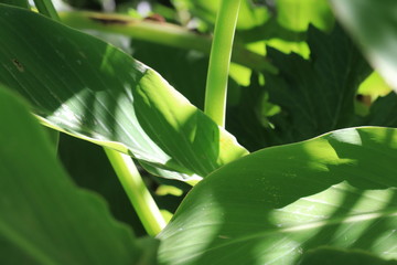 Macro Leaves and Stems