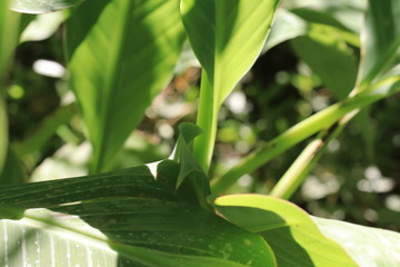 Wild Green Plant