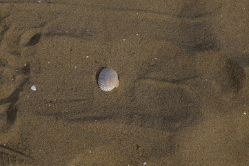 Seashell in the Sand