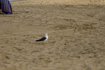 Seagull on the Beach