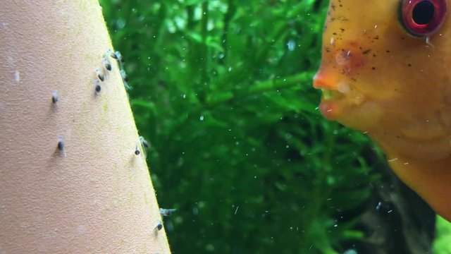 Diskusfische mit frisch geschl&uuml;pfter Fischbrut, Fische 