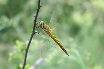 YELLOW DRAGONFLY
