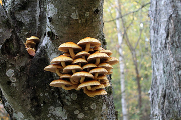 Cluster of Golden Scalycap mushrooms or Pholiota aurivella on trunk of old rowan