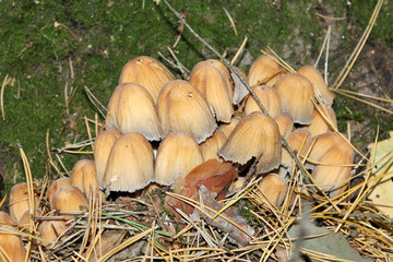 Cluster of Coprinellus micaceus or glistening inky cap mushrooms