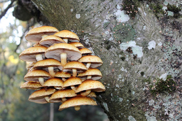 Cluster of Golden Scalycap mushrooms or Pholiota aurivella on trunk of old rowan