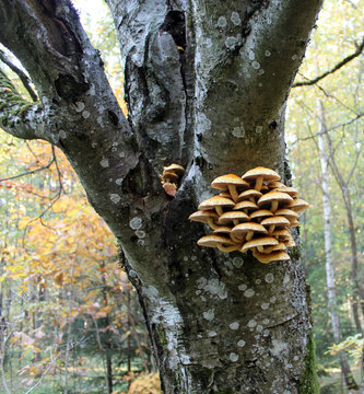 Cluster of Golden Scalycap mushrooms or Pholiota aurivella on trunk of old rowan