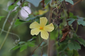 Beautiful yellow flower of Momordica charantia often called balsam apple, balsam pear, bitter balsam apple, bitter cucumber, bitter melon, carilla gourd, paria, wild balsam-apple, achochilla, archicha