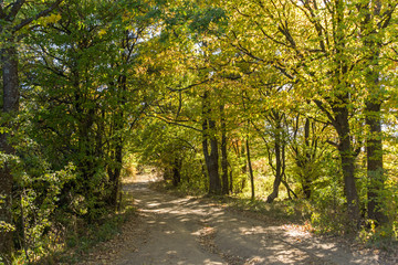 Autumn landscape of Cherna Gora (Monte Negro) mountain, Pernik Region, Bulgaria