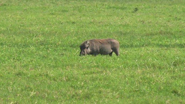 a warthog feeds on lush grass at arusha national park in tanzania