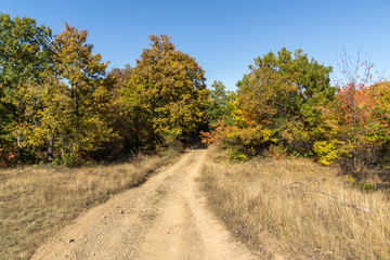Fototapeta na wymiar Autumn landscape of Cherna Gora (Monte Negro) mountain, Pernik Region, Bulgaria