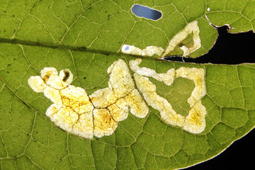 Leaf mine of Pegomya solennis on leaf of dock or Rumex