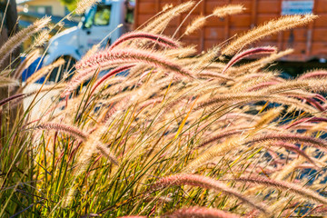 Close up of Rushes