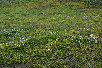 クローバーの草原