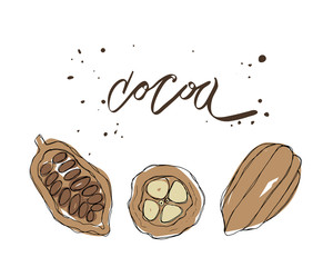 Cocoa color set, vector