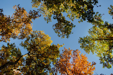 Autumn Trees Top With Clear Sky
