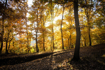 Autumn Trees With Shadows
