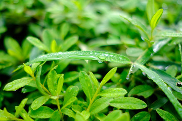雨上がりの草花