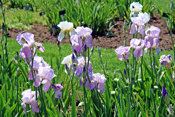 Lavender Irises