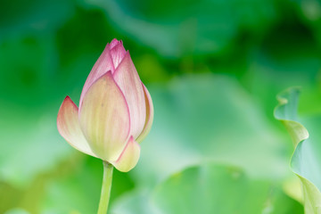Background is the lotus leaf and lotus bud and lotus flower and tree