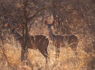 impala in the bush