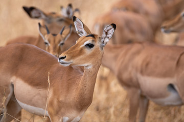 impala group