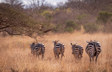 Fototapeta na wymiar walking zebra in a line