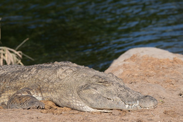 crocodile by a river