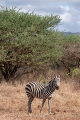 One Zebra under the trees