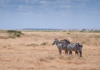 Fototapeta na wymiar Zebra standing with an egret