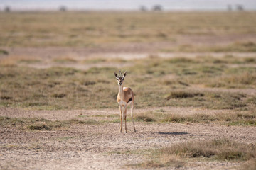 impala in the bush