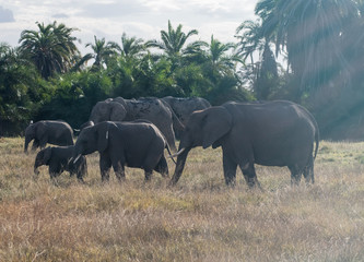 Fototapeta premium the elephant family