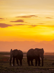 elephants in sunset
