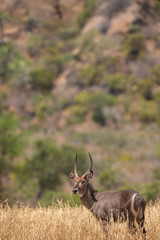 waterbuck bull in the bush