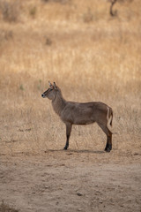 waterbuck bull on savanna