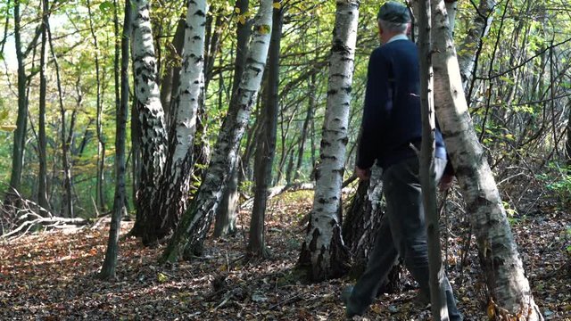 Man passes through birch forest - (4K)