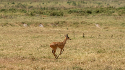 impala in the bush