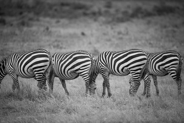 Fototapeta na wymiar Zebra in black and white