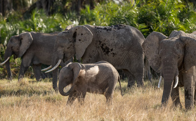 the elephant family