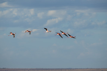 flamingo group in the lake