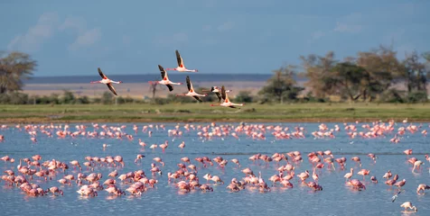 Fotobehang Flamingo flamingogroep in het meer