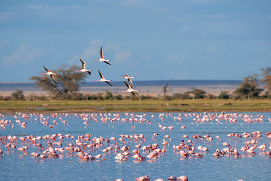 Fototapeta flamingo group in the lake