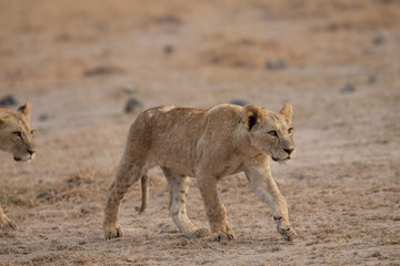Fototapeta na wymiar walking lions in savanna