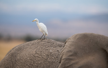 Fototapeta premium bird and elephant