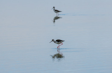 Birds walking in the water
